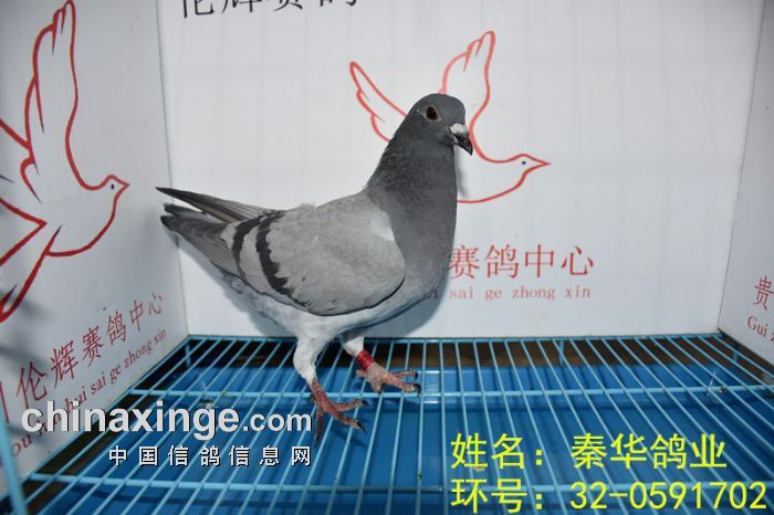 贵州伦辉赛鸽中心:2017年4月3日幼鸽入棚照(二)