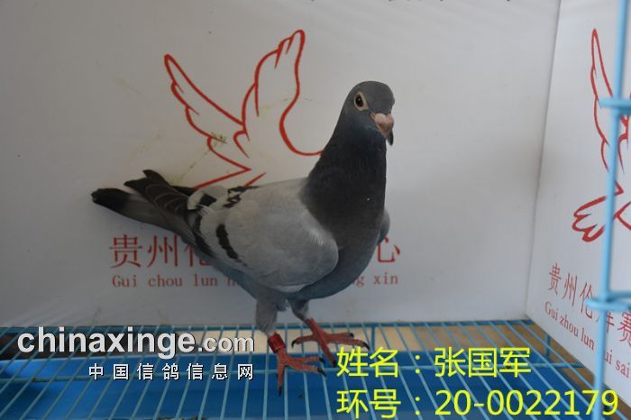 贵州伦辉赛鸽中心:2017年4月3日幼鸽入棚照(三)