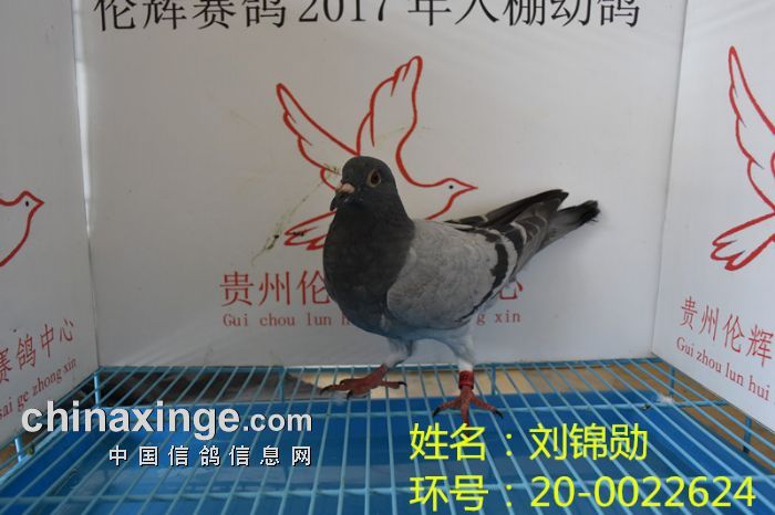 贵州伦辉赛鸽中心:2017年4月3日幼鸽入棚照(四)