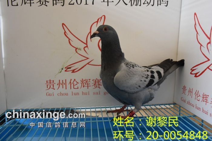 贵州伦辉赛鸽中心:2017年4月3日幼鸽入棚照(五)