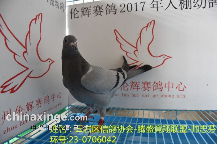 贵州伦辉赛鸽中心:2017年4月6日幼鸽入棚照(一)