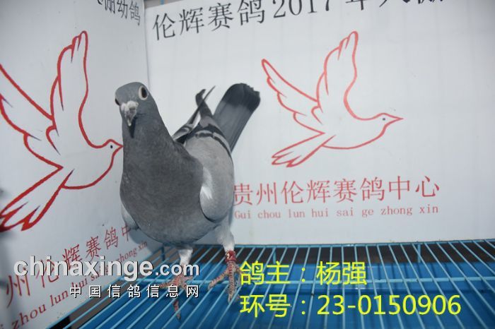 贵州伦辉赛鸽中心:2017年4月22日幼鸽入棚照(四)