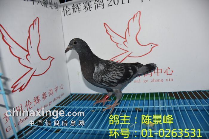 贵州伦辉赛鸽中心:2017年5月29日幼鸽入棚照(二)