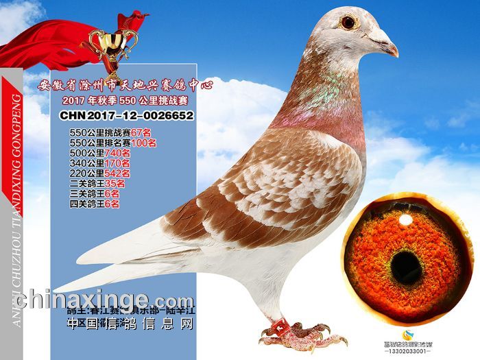 2017安徽滁州天地兴赛鸽中心挑战赛奖鸽欣赏 61-105