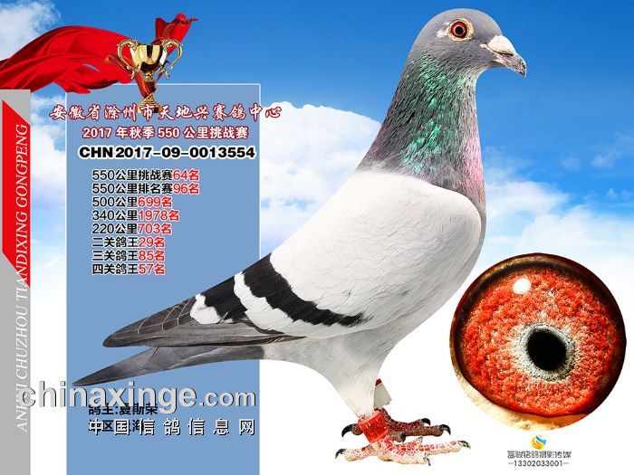 2017安徽滁州天地兴赛鸽中心挑战赛奖鸽欣赏 61-105