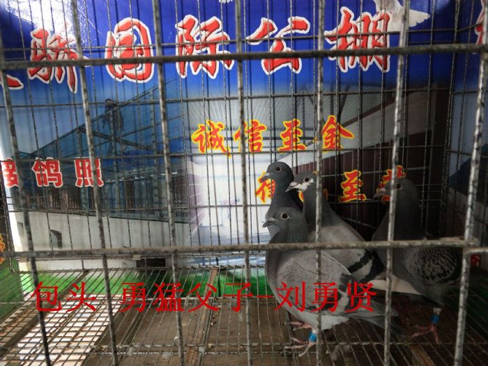 2018年5月16日天骄公棚交鸽数据及照片