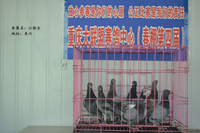 重庆大联盟赛鸽中心春棚8月12日入棚照(一)