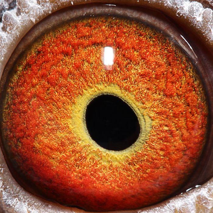 2018年宝翔公棚决赛获奖鸽31-45