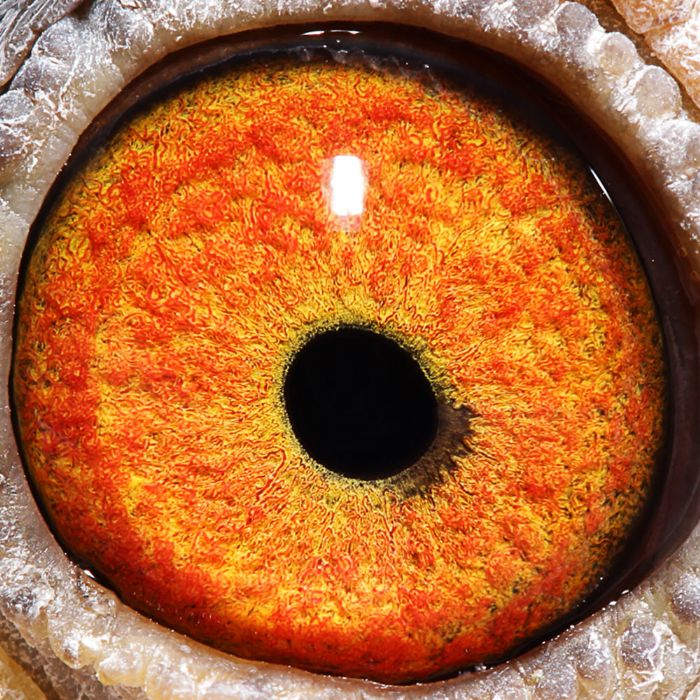 2018年宝翔公棚决赛获奖鸽31-45