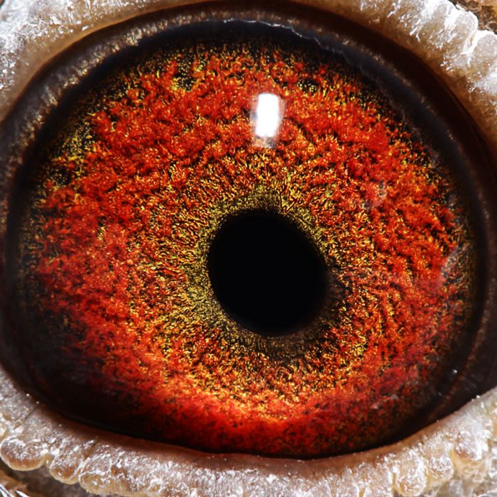 2018年宝翔公棚决赛获奖鸽31-45