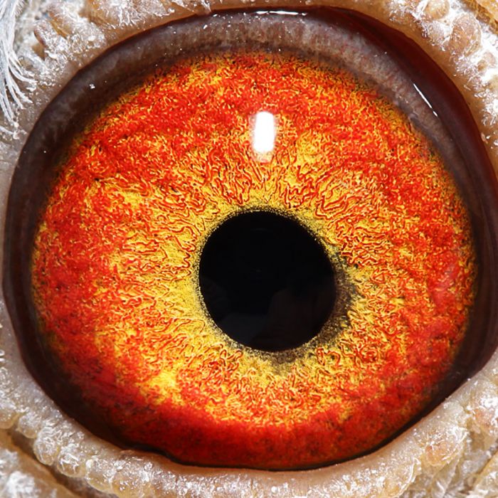 2018年宝翔公棚决赛获奖鸽31-45