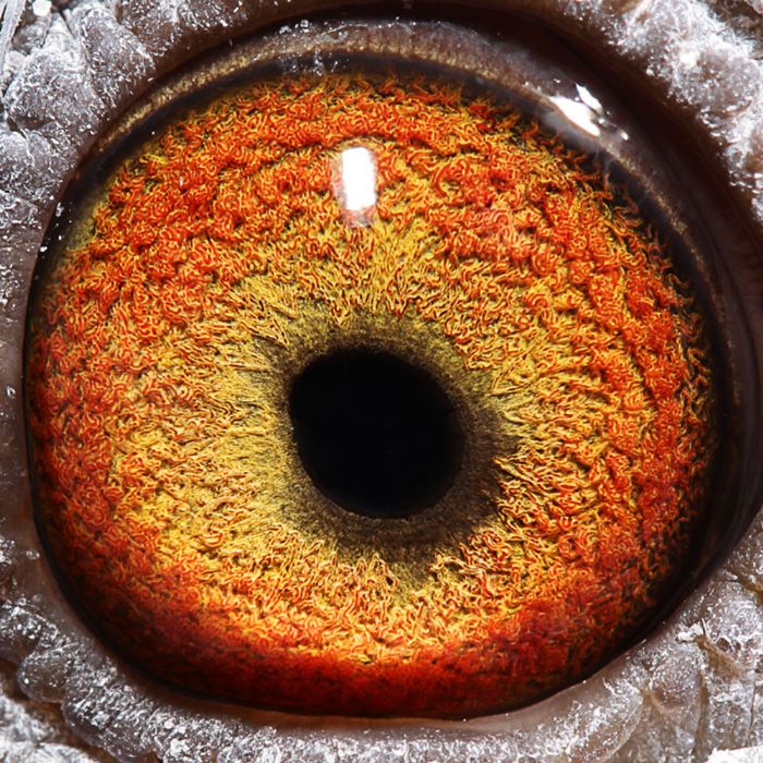 2018年宝翔公棚决赛获奖鸽31-45