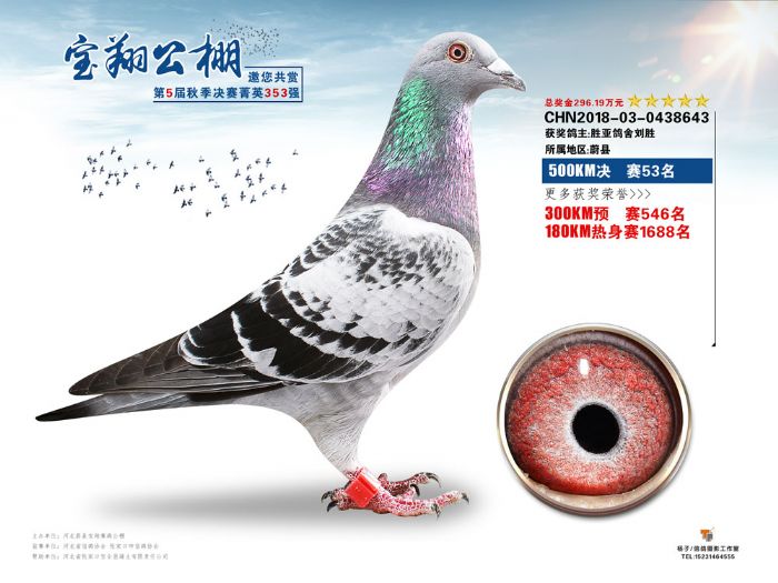 2018年宝翔公棚决赛获奖鸽46-60