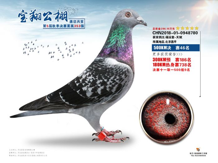 2018年宝翔公棚决赛获奖鸽46-60