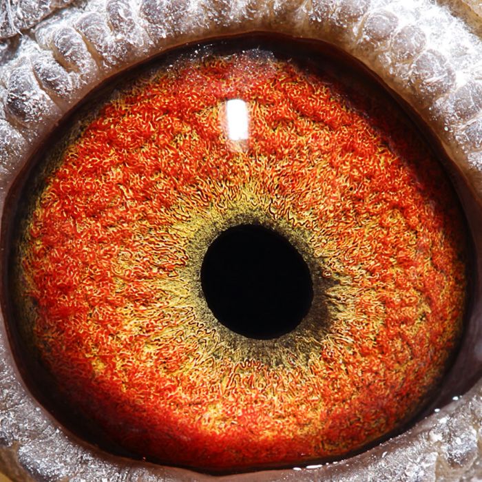 2018年宝翔公棚决赛获奖鸽106-120