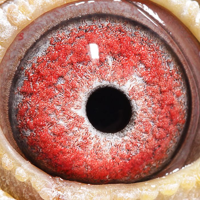 2018年宝翔公棚决赛获奖鸽196210