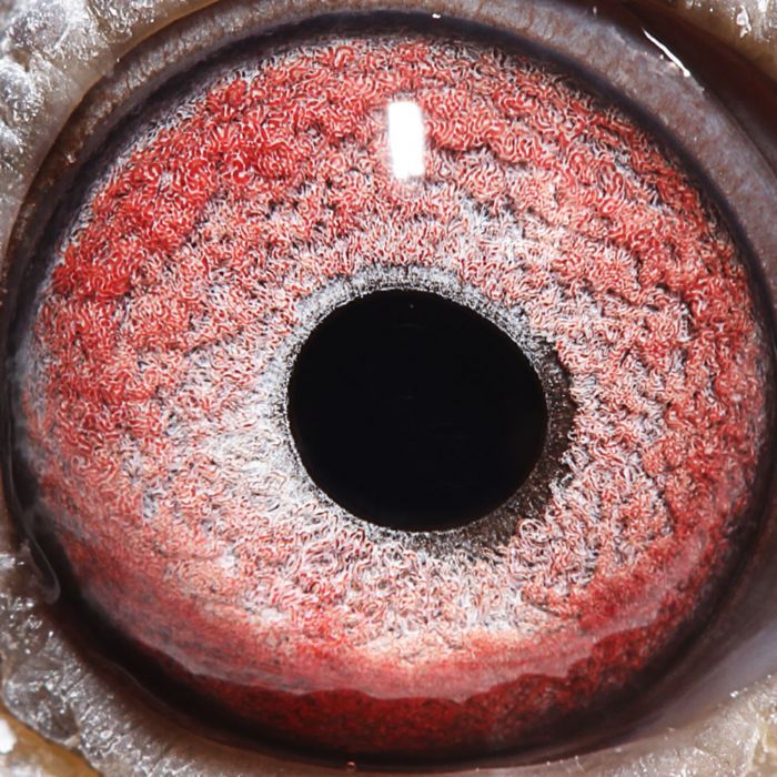 2018年宝翔公棚决赛获奖鸽196210