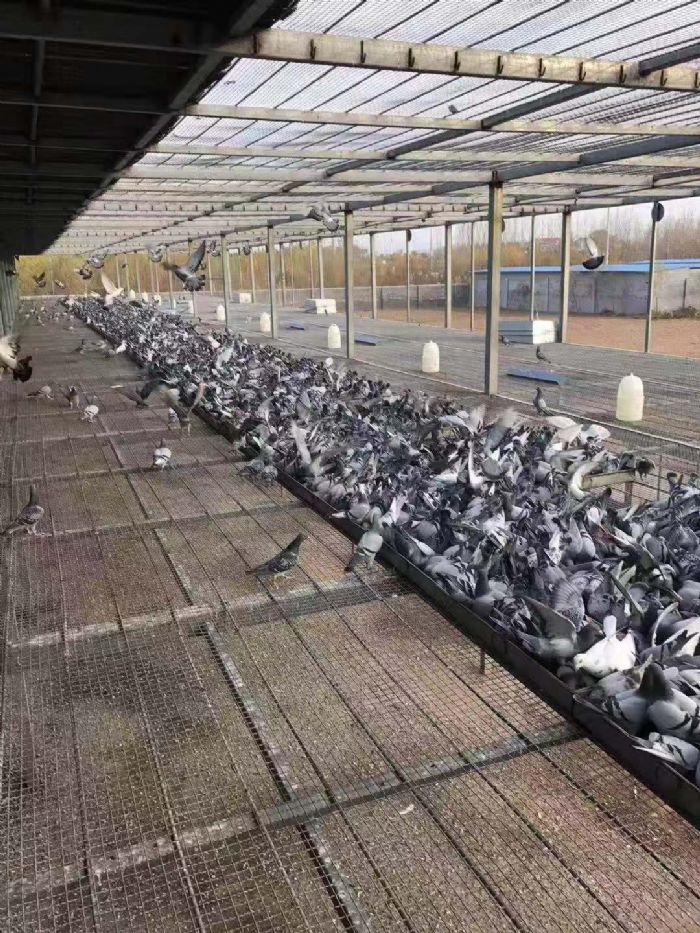 山东龙畅赛鸽中心(春棚)爱鸽生活照