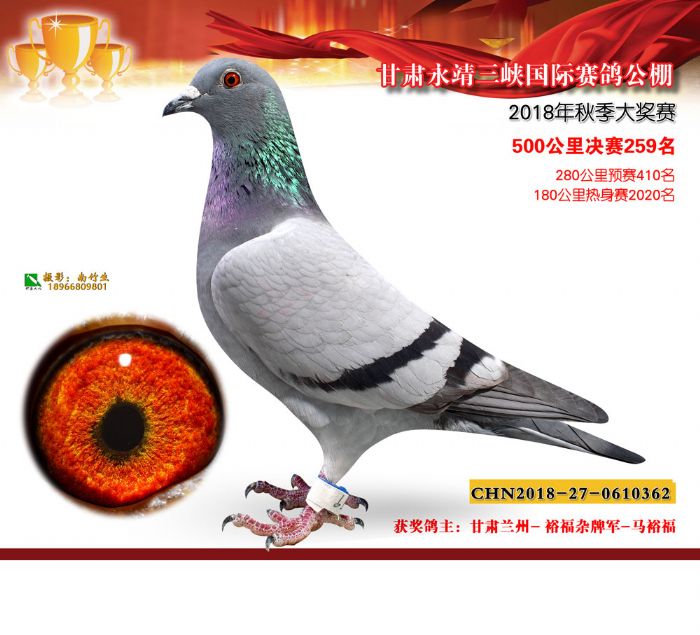 甘肃永靖三峡国际赛鸽公棚18年秋赛获奖鸽欣赏256260名