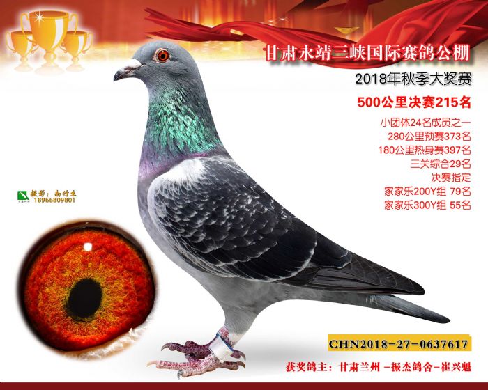 甘肃永靖三峡国际赛鸽公棚18年秋赛获奖鸽欣赏(211