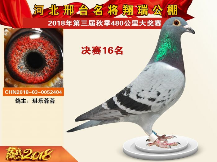 名将公棚2018年秋季决赛获奖鸽图片欣赏(16-30名)