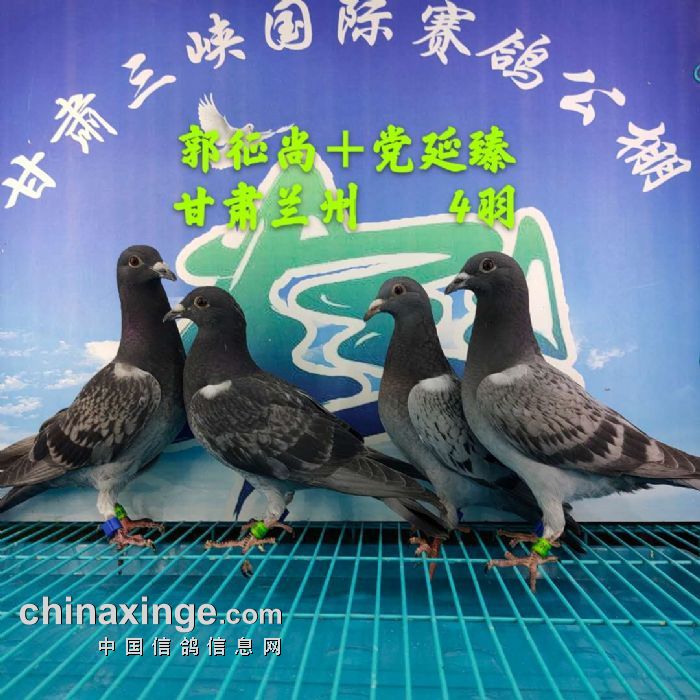 甘肃三峡国际赛鸽公棚5月22日幼鸽入棚照1不断更新中